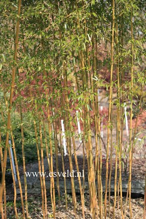 Phyllostachys aureosulcata 'Spectabilis'