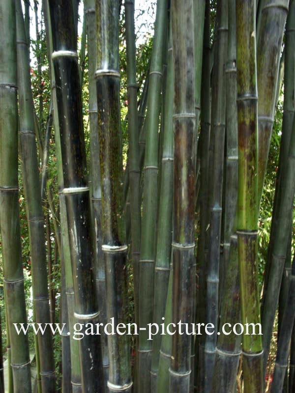 Phyllostachys nigra