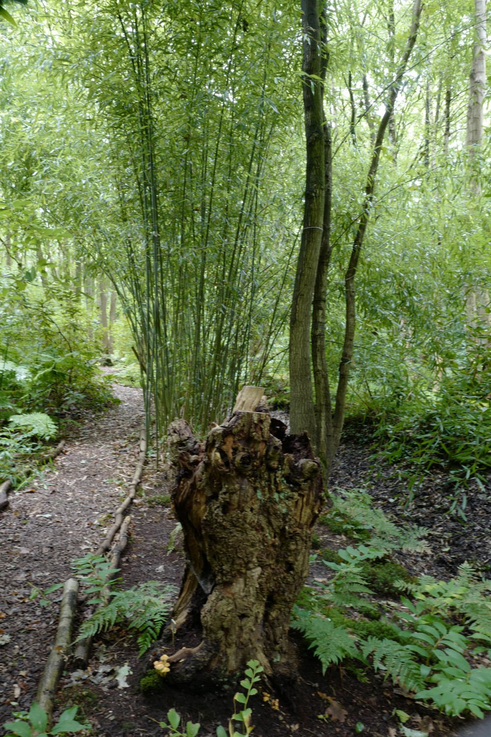 Phyllostachys viridi-glaucescens
