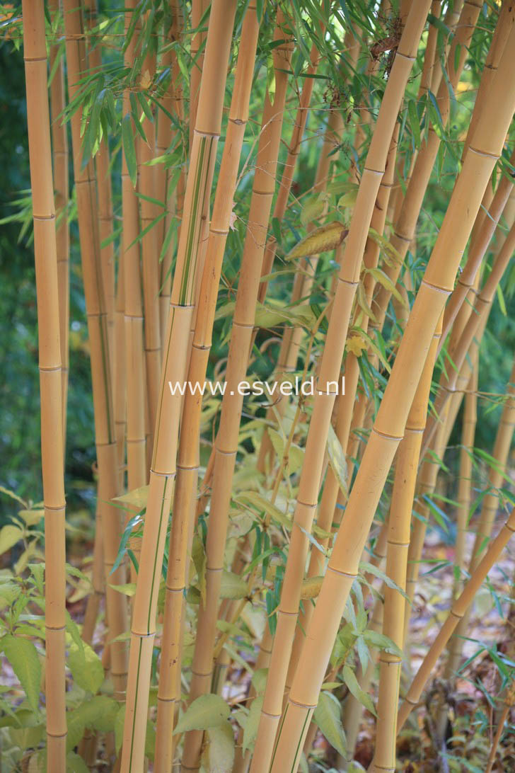 Phyllostachys vivax 'Aureocaulis'