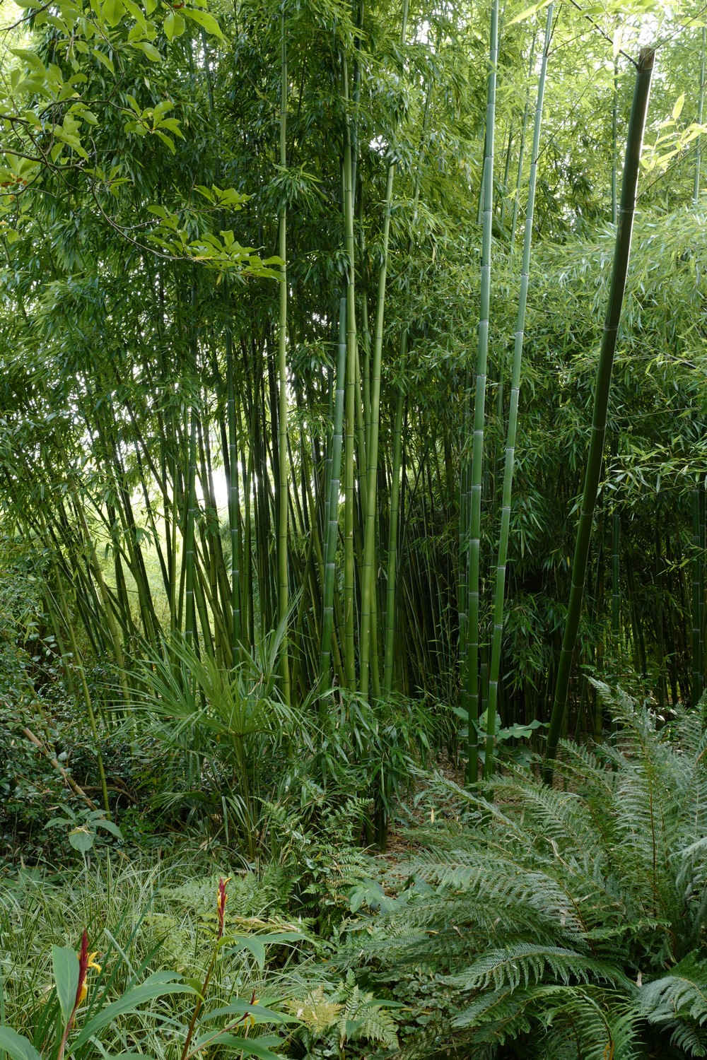 Phyllostachys vivax
