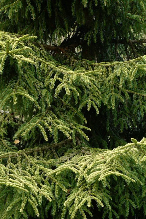 Picea orientalis 'Skylands'