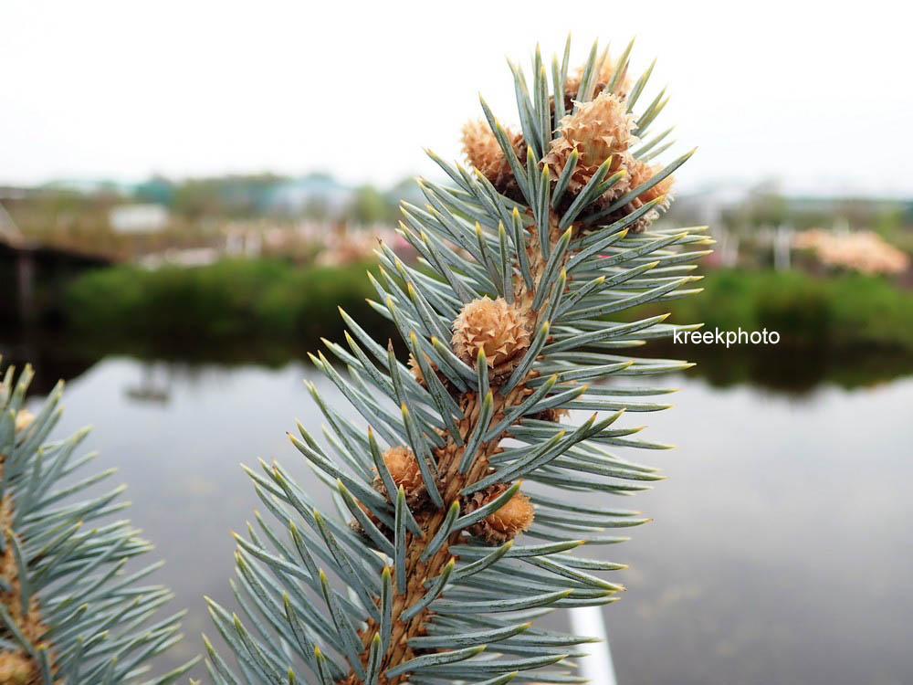 Picea pungens 'Hoopsii'