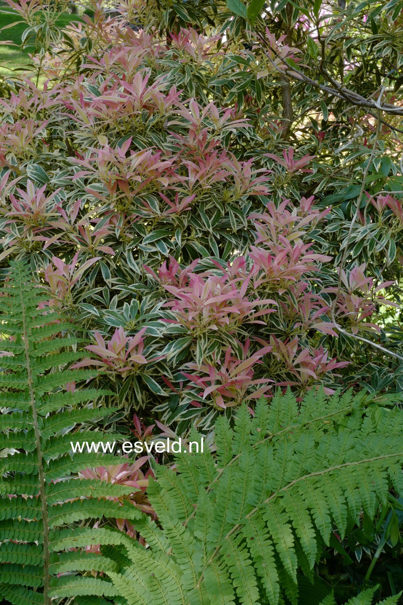 Pieris 'Flaming Silver'