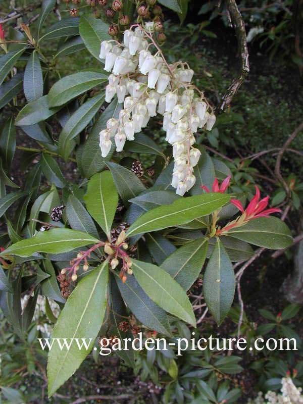 Pieris formosa forrestii