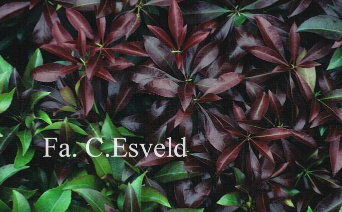 Pieris japonica 'Katsura'