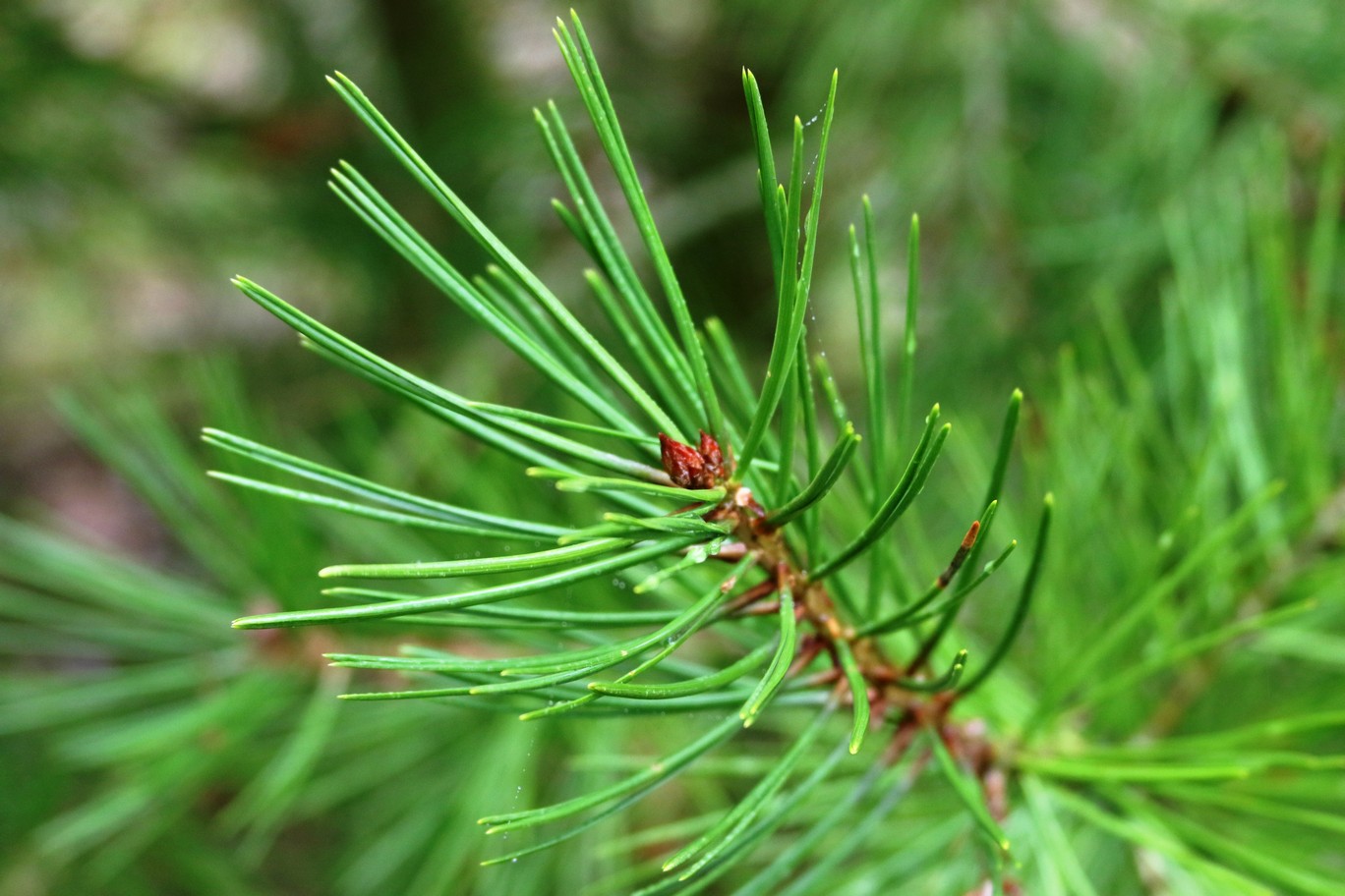 Pinus bungeana