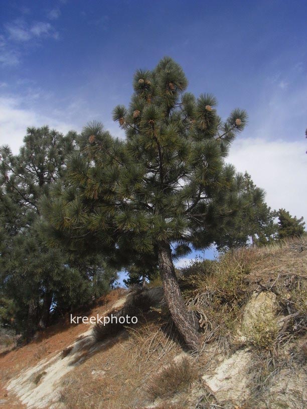 Pinus coulteri