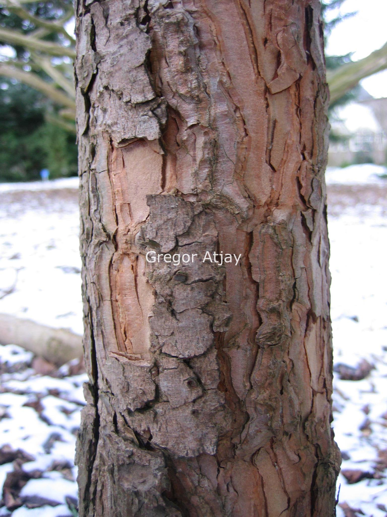 Pinus halepensis