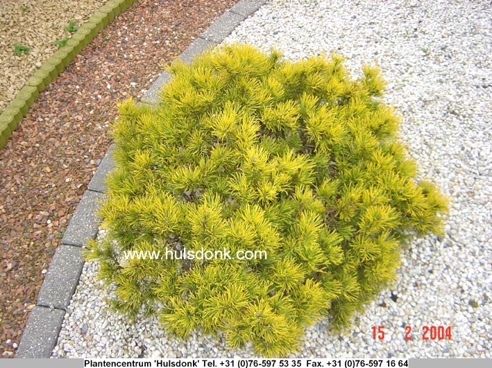Pinus mugo 'Carsten'