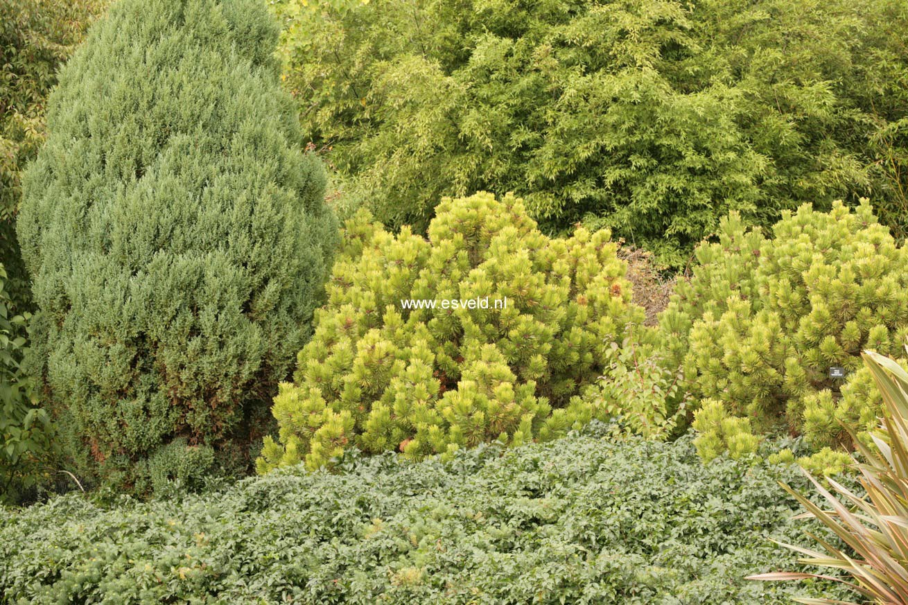Pinus mugo 'Winter Gold'