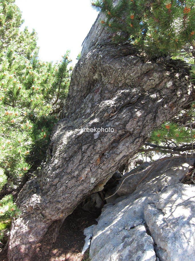 Pinus mugo subsp. uncinata