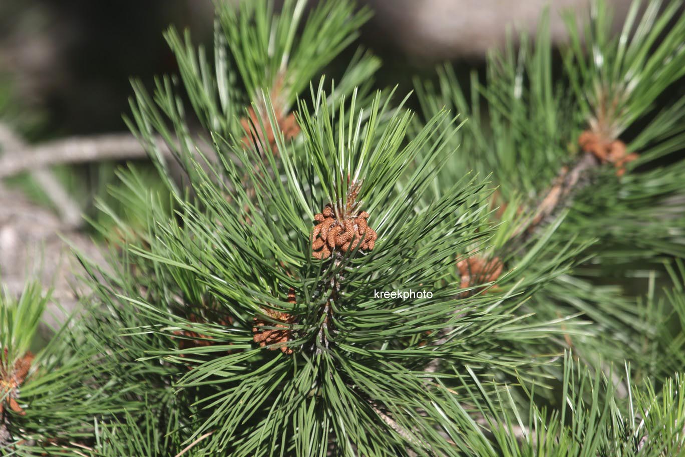 Pinus nigra