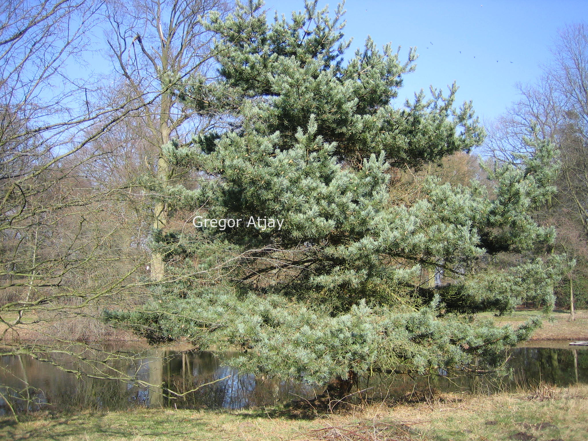 Pinus parviflora 'Glauca'