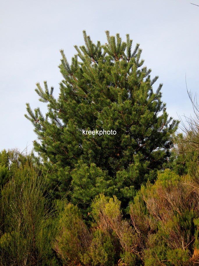 Pinus pinaster