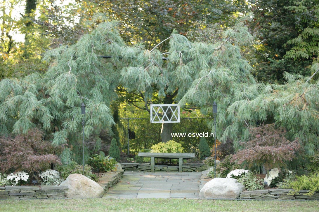 Pinus strobus 'Pendula'