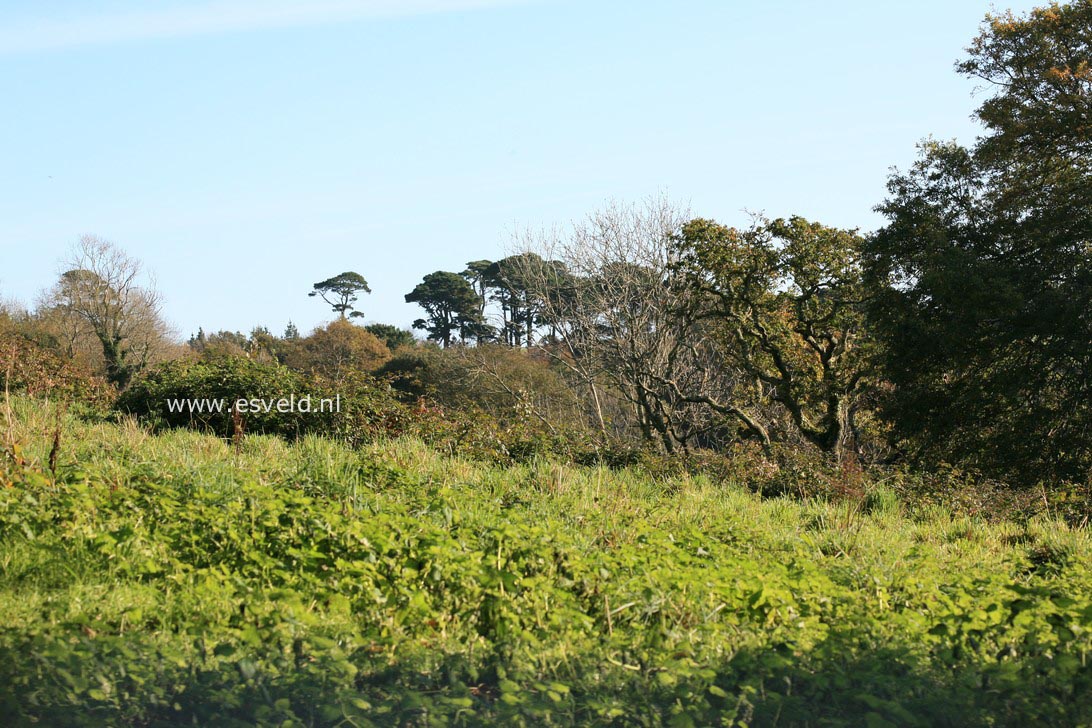 Pinus strobus 'Radiata'