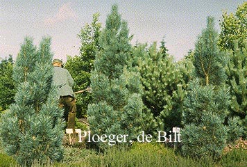 Pinus sylvestris 'Fastigiata'