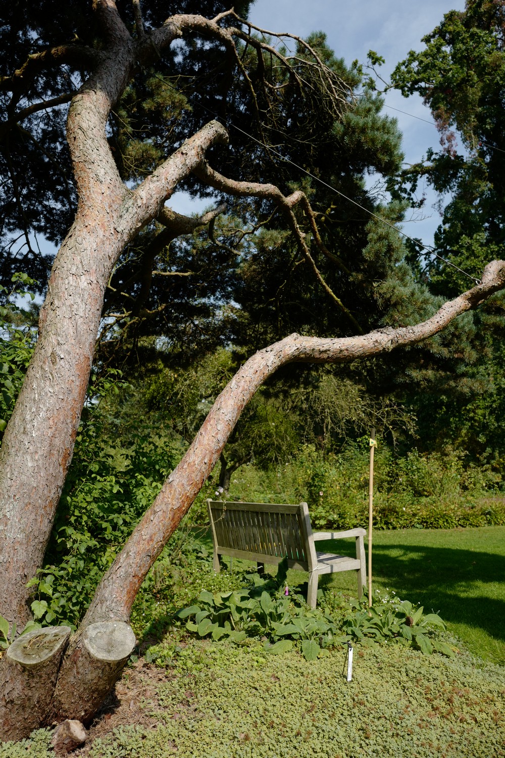 Pinus sylvestris 'Watereri'