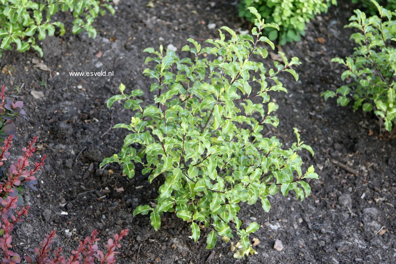 Pittosporum tenuifolium 'Abbotsbury Gold'