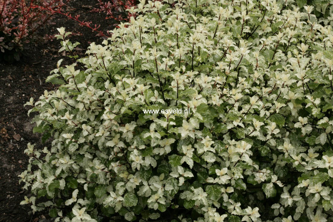 Pittosporum tenuifolium 'Irene Paterson'