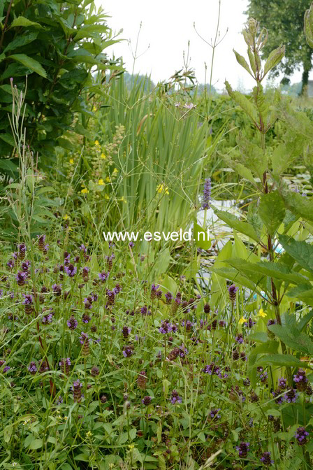 Prunella vulgaris
