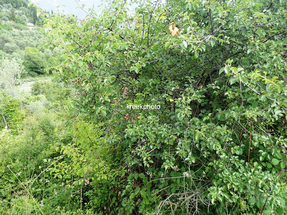 Prunus mahaleb