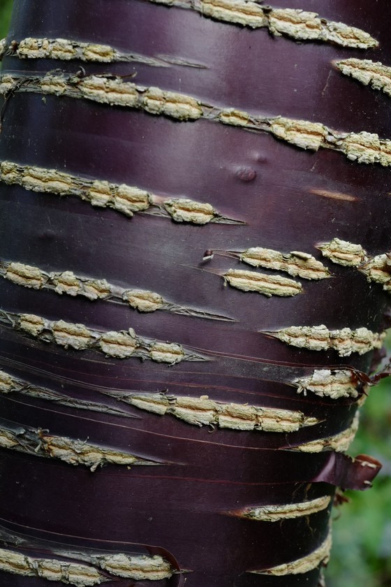 Prunus rufa