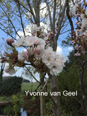 Prunus serrulata 'Amanogawa'