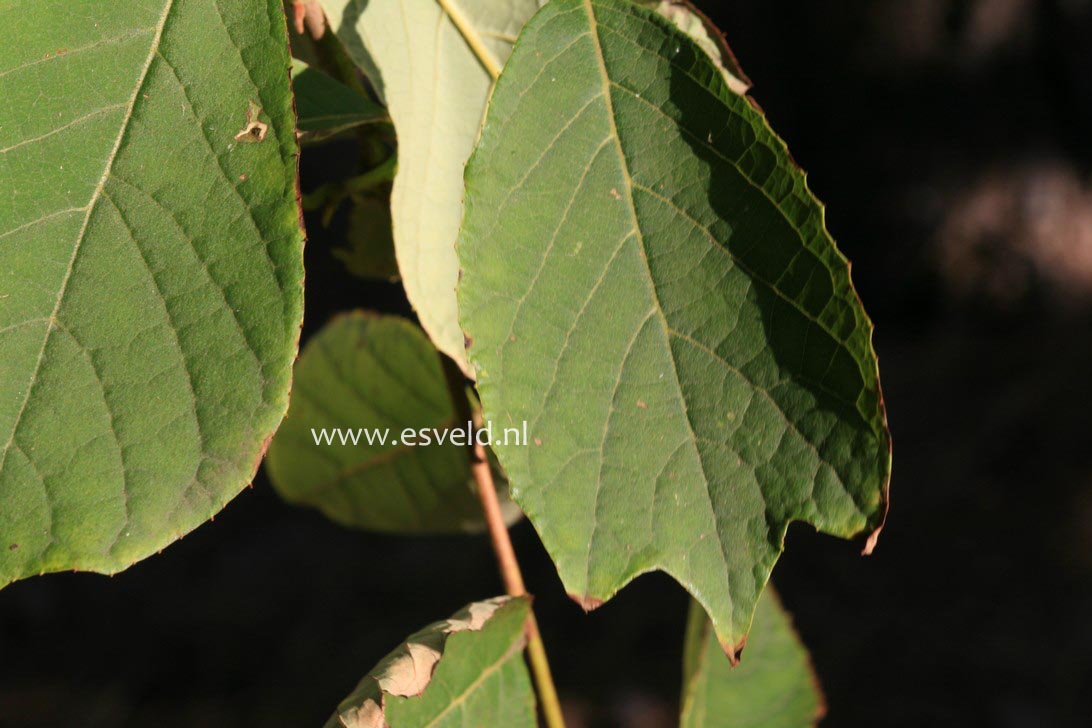 Pterostyrax psilophylla