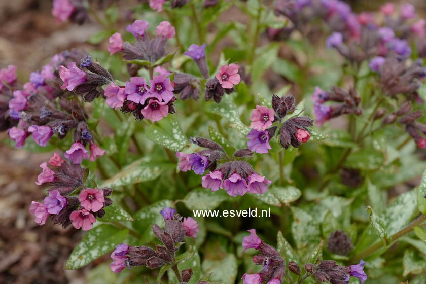 Pulmonaria 'Majestee'