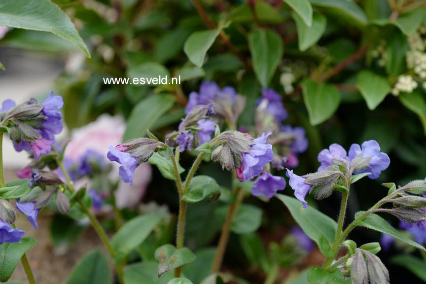 Pulmonaria angustifolia 'Blue Ensign'