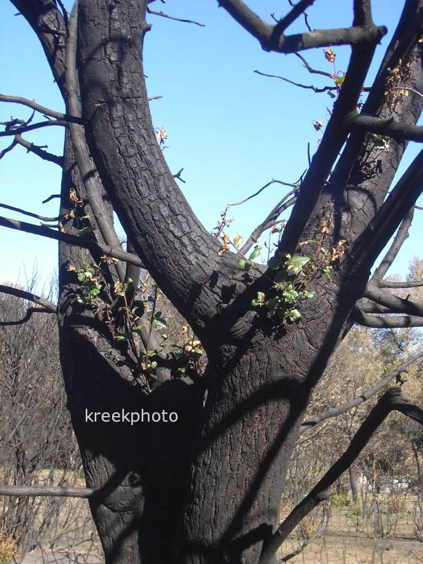 Quercus agrifolia
