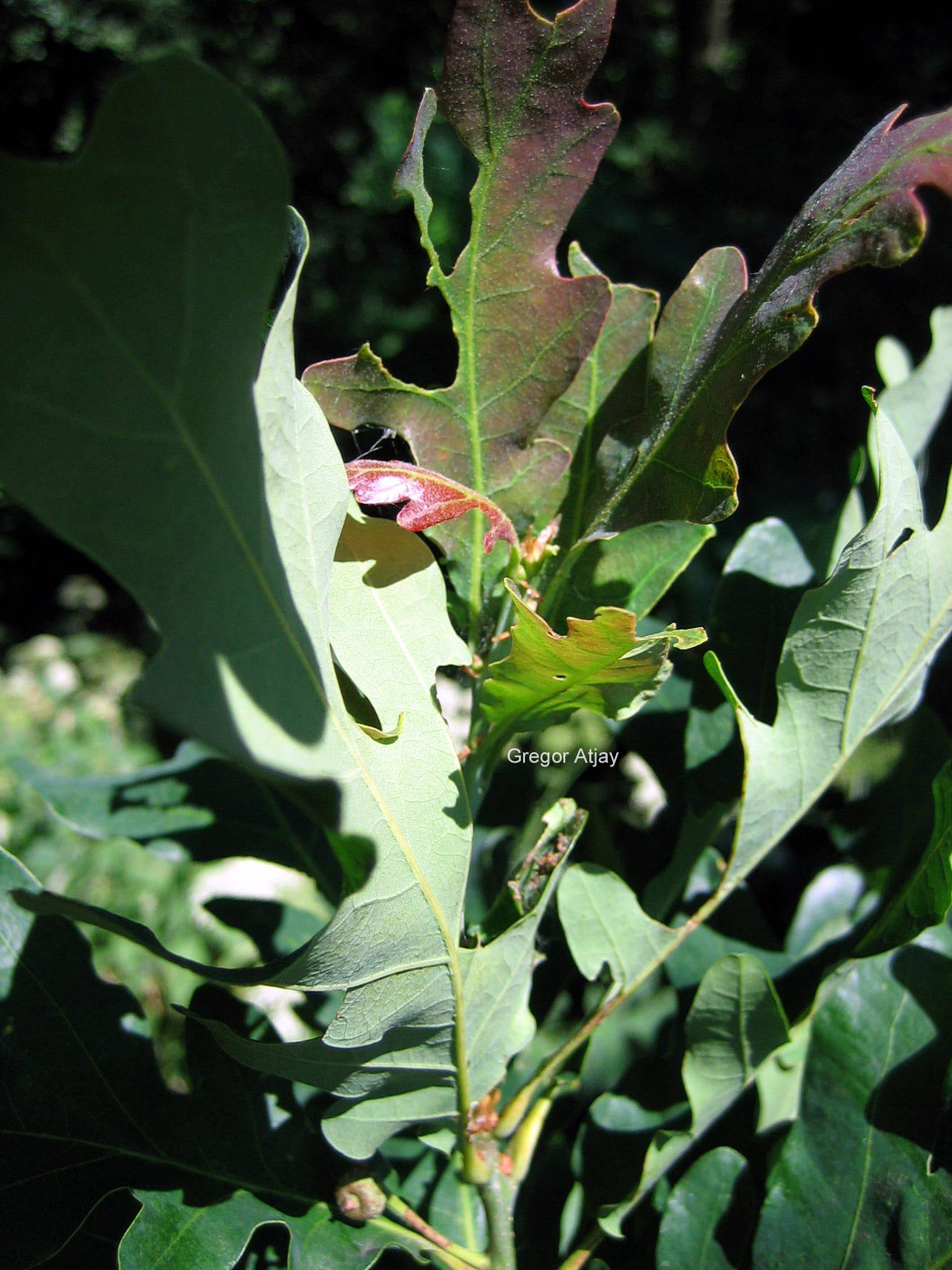 Quercus bimundorum 'Crimschmidt' (CRIMSON SPIRE)