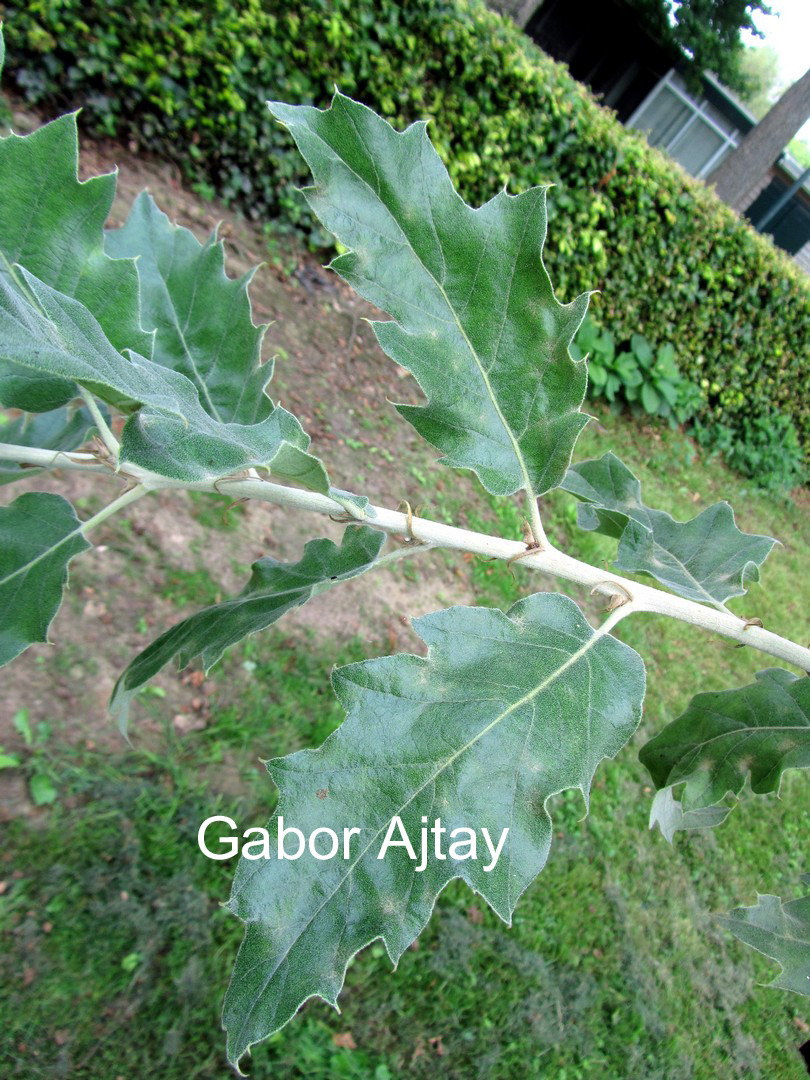 Quercus ithaburensis 'Hemelrijk Silver'