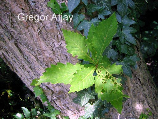Quercus mongolica