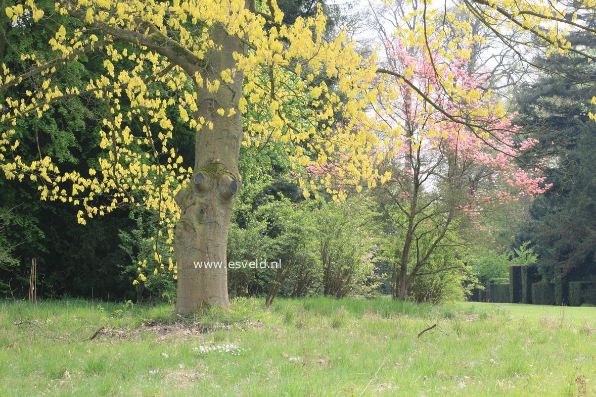 Quercus rubra 'Aurea'