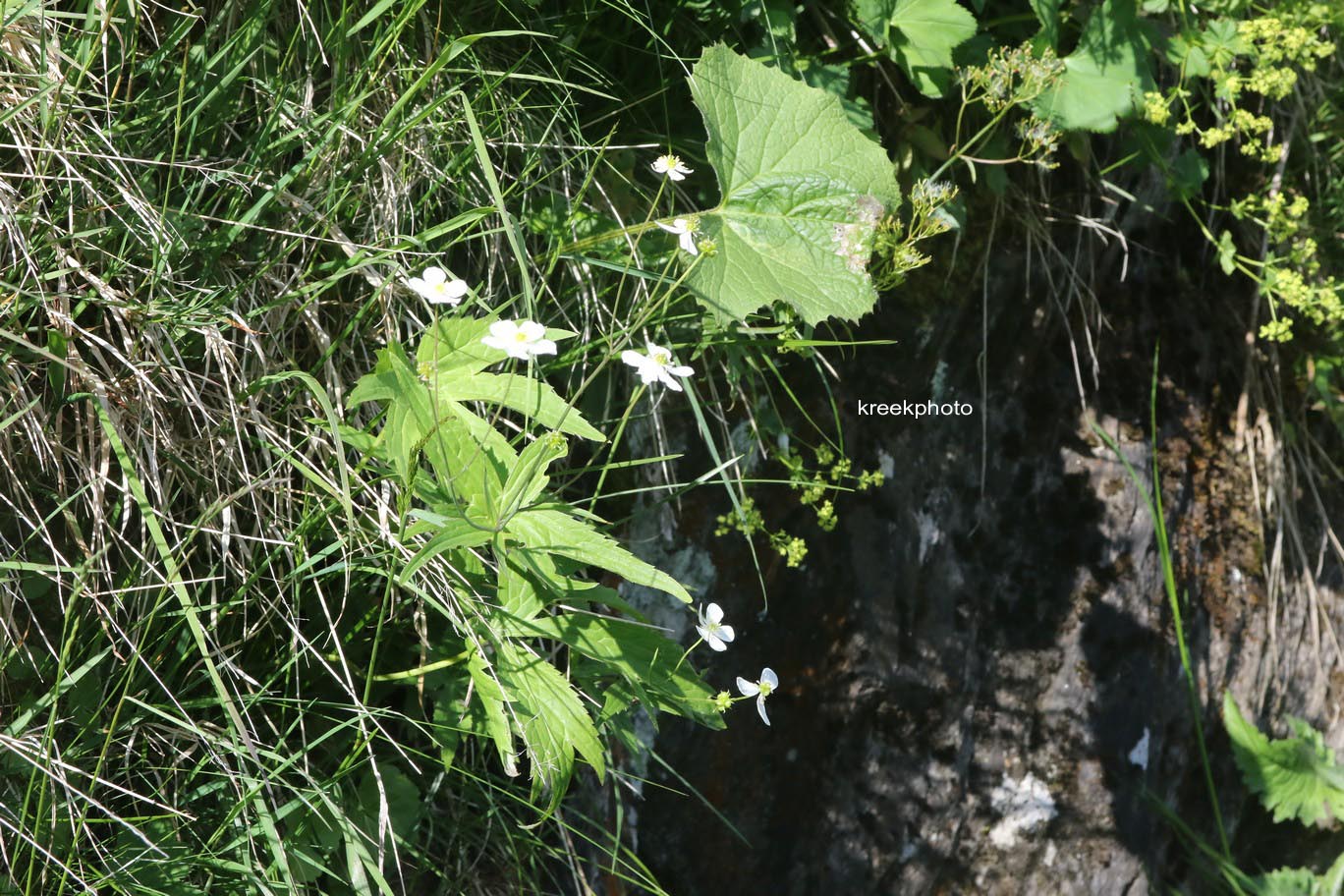 Ranunculus aconitifolius