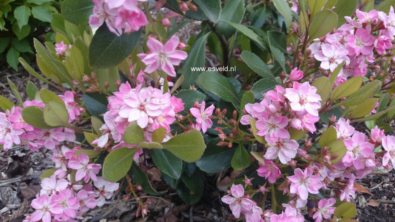 Rhaphiolepis indica 'Pink Cloud'