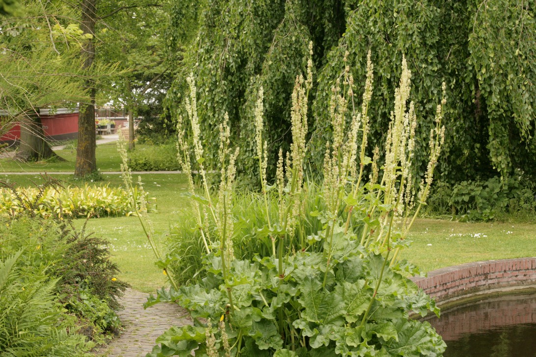 Rheum rhabarbarum