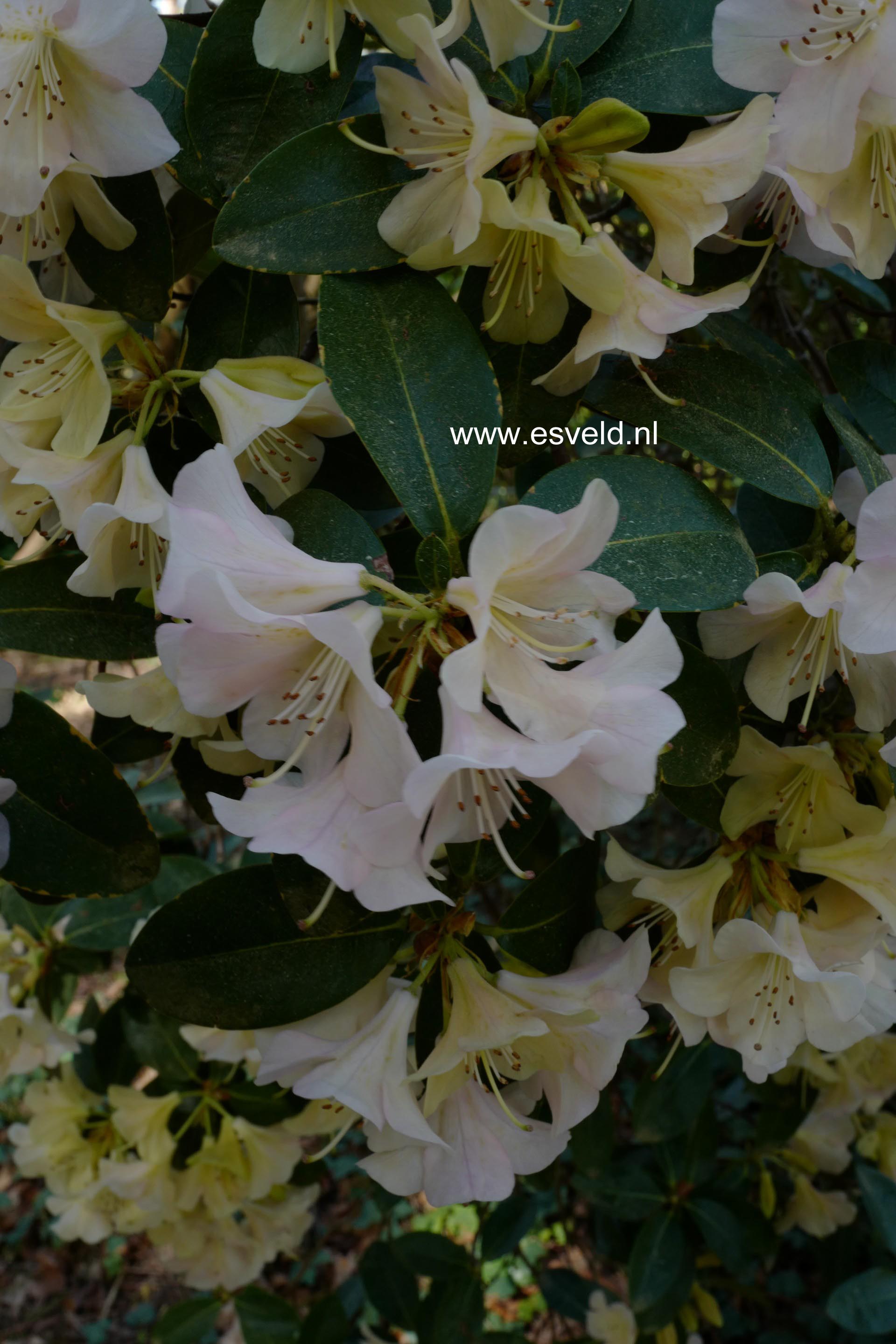 Rhododendron 'Alison Johnstone'