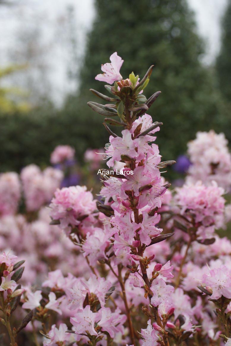 Rhododendron 'Anna Baldsiefen'