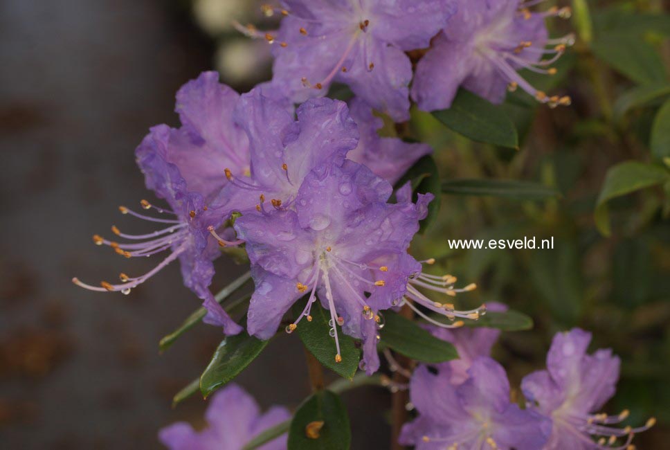 Rhododendron 'Blaney's Blue'