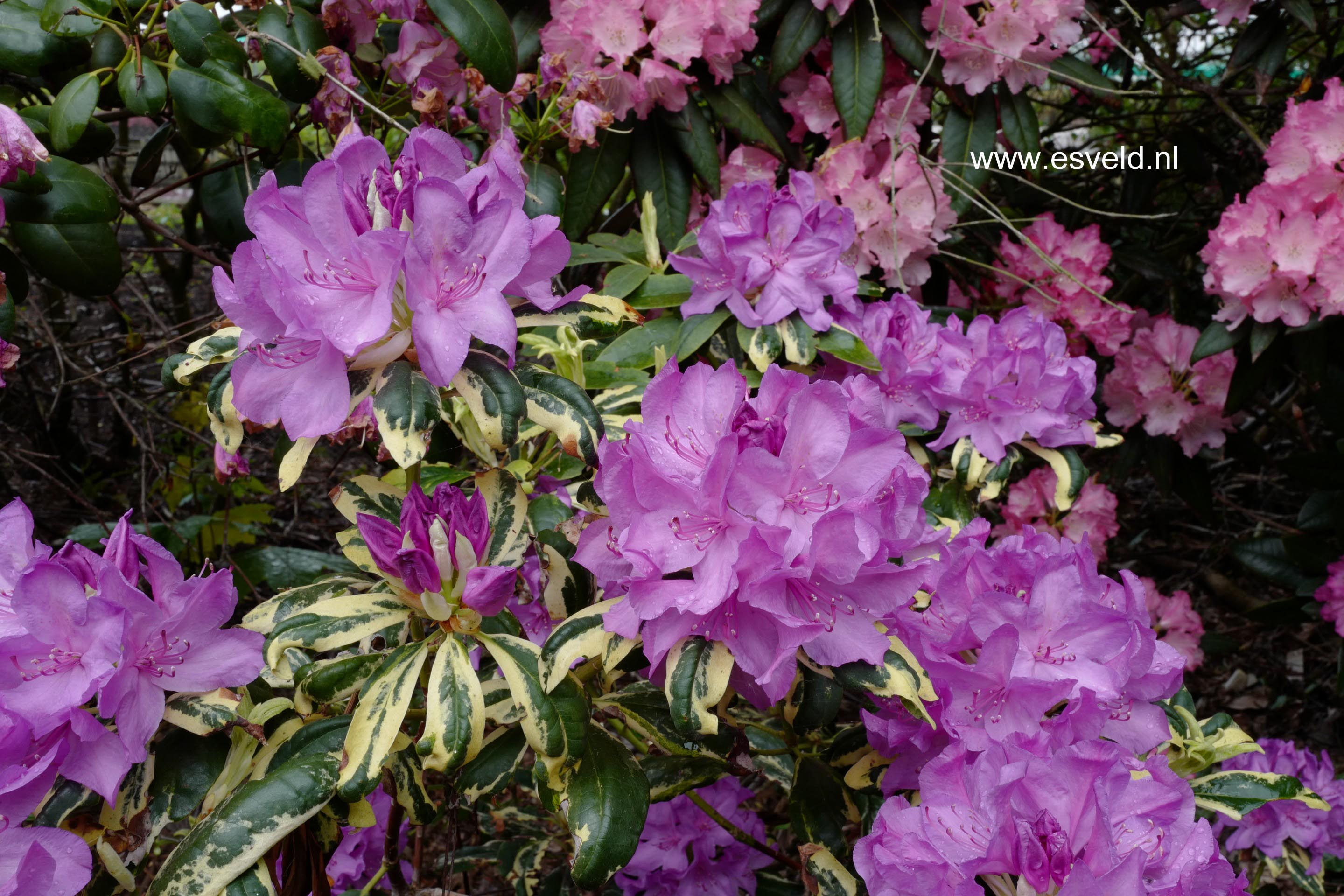 Rhododendron 'Carolina Spring'