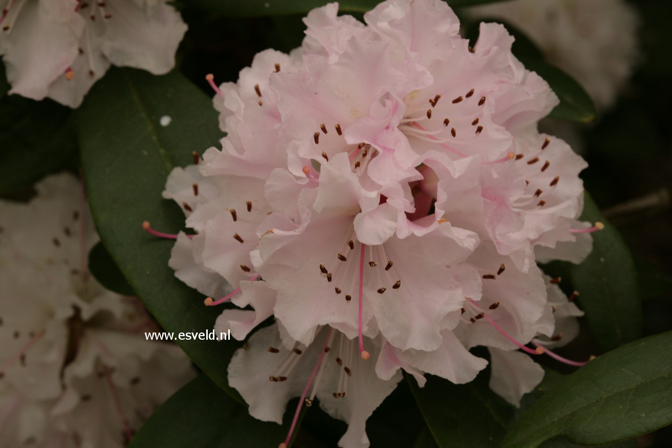 Rhododendron 'Christmas Cheer'
