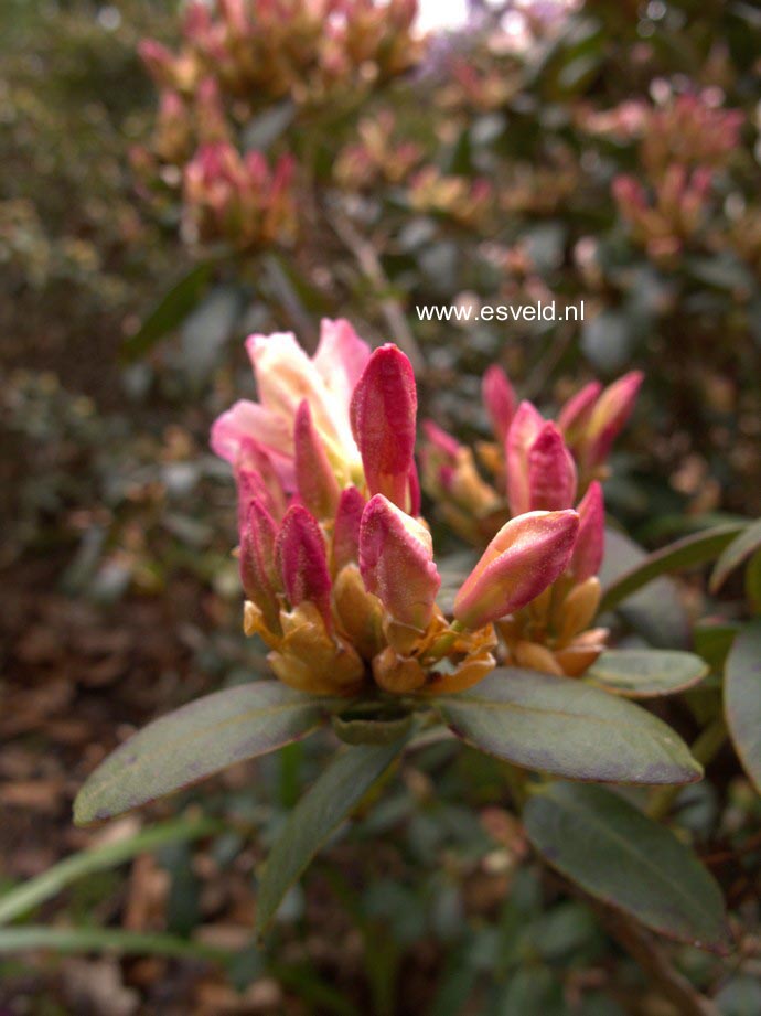 Rhododendron 'Ginny Gee'