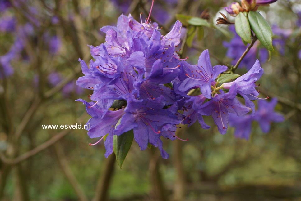 Rhododendron 'Gletschernacht'