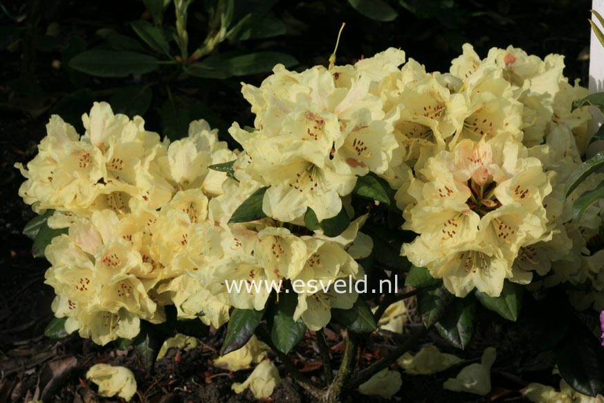 Rhododendron 'Goldprinz' (GOLDSCHATZ)