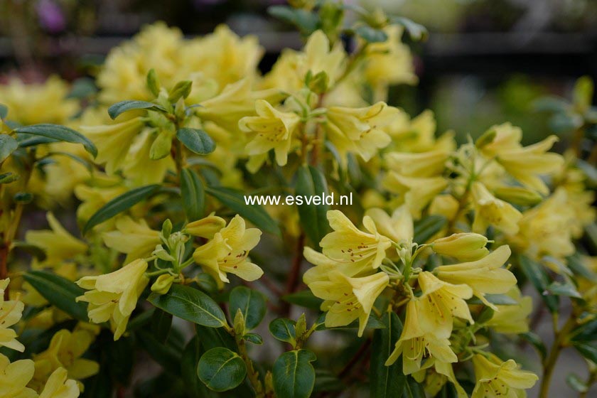 Rhododendron 'Goldstrike'