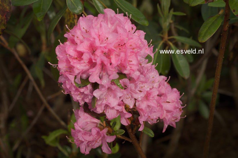 Rhododendron 'Hardijzer Beauty'